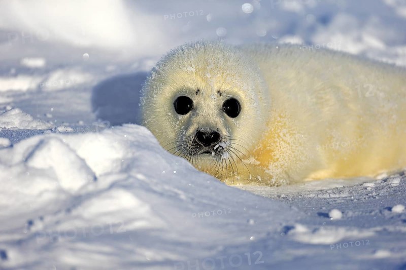 Harp Seal or Saddleback Seal (Pagophilus groenlandicus