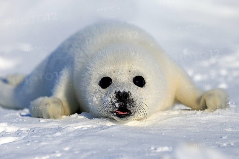 Harp Seal or Saddleback Seal (Pagophilus groenlandicus