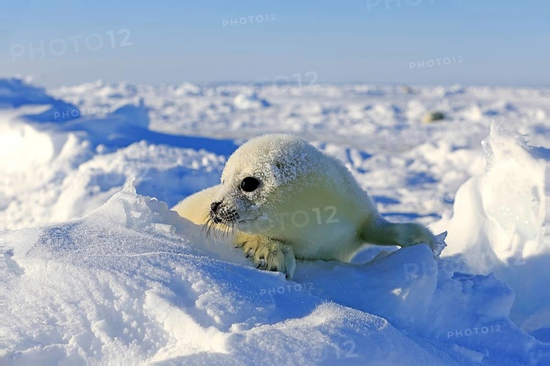 Harp Seal or Saddleback Seal (Pagophilus groenlandicus