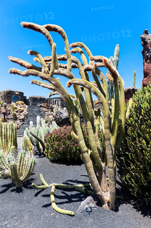 Espostoa guentheri cactus
