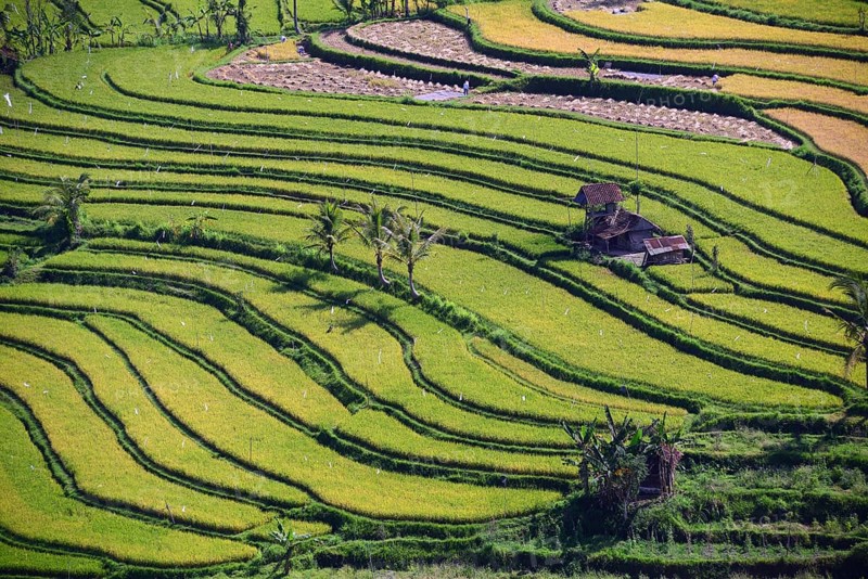 Rice paddies and rice terraces