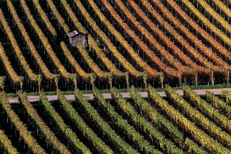 Vineyard in autumn colours