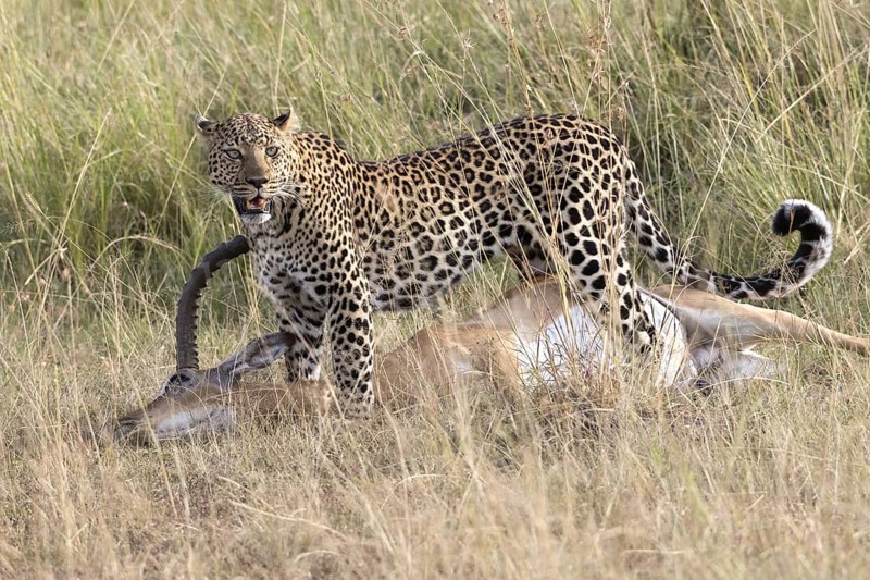 African Leopard (Panthera pardus pardus) adult