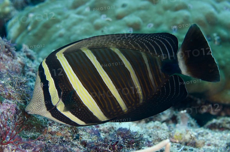 Pacific Sailfin Tang (Zebrasoma veliferum)
