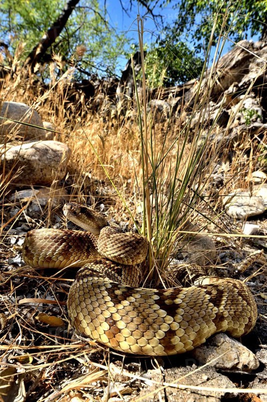 Black-tailed rattlesanke (Crotalus molossus) Chiricahua mountains