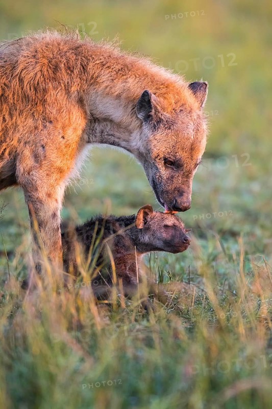 Spotted hyena (Crocuta crocuta) mother animal with cub
