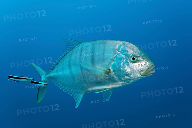 Blue trevally (Carangoides ferdau)