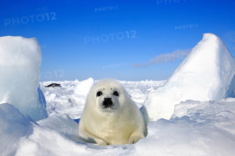 Harp Seal or Saddleback Seal (Pagophilus groenlandicus