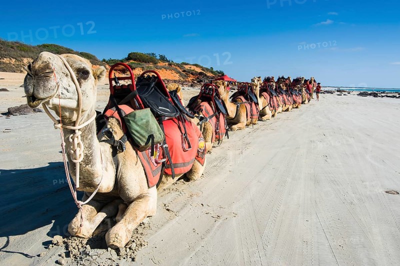 Camels prepared for tourists on Cable Beach