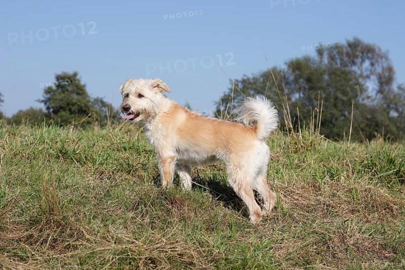 Schnauzer Poodle mixed breed