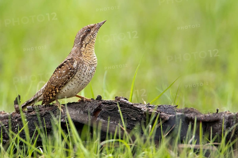 Wryneck (Jynx torquilla) foraging for ants