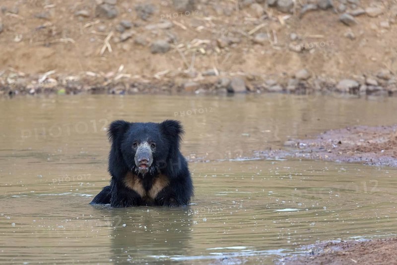 Sloth bear (Melursus ursinus)