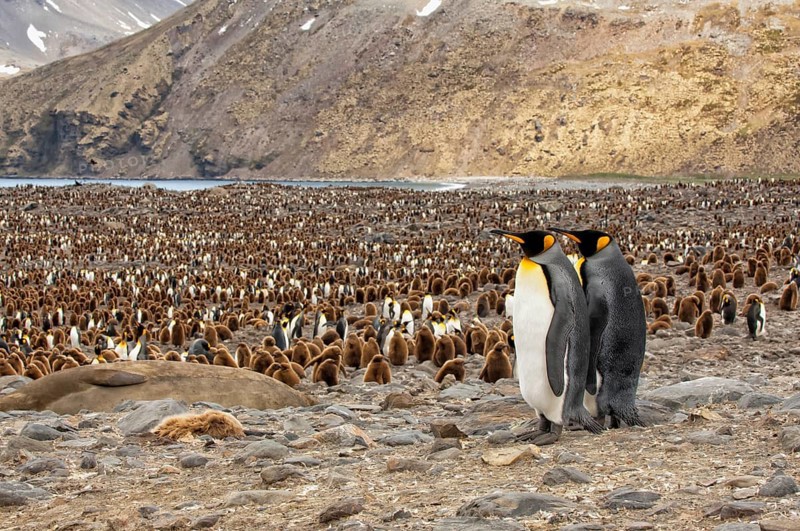 King penguins (Aptenodytes patagonicus)