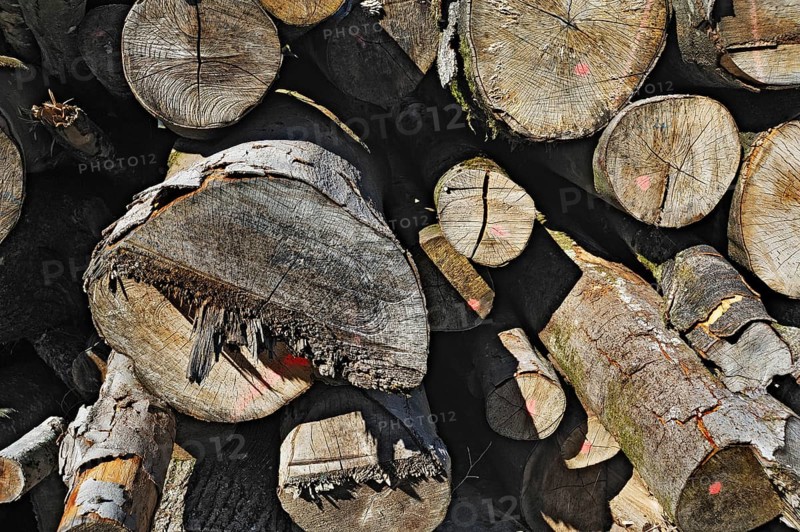 Woodpile with oak and beech trunks
