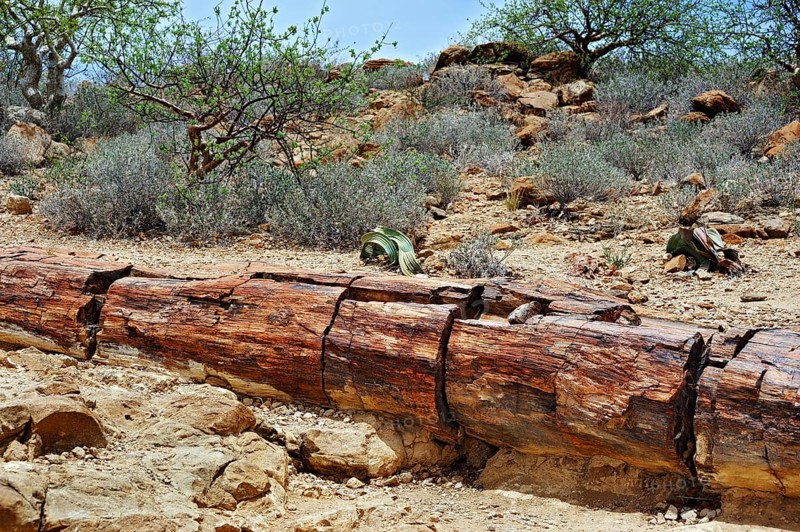 Petrified tree trunk about 260 million years old and Welwitschia (Welwitschia mirabilis)