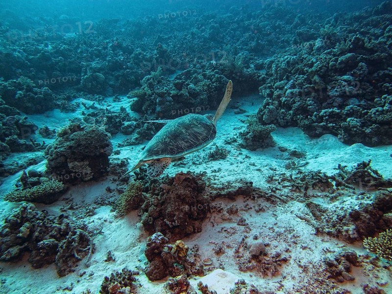 Green Sea Turtle (Chelonia mydas)