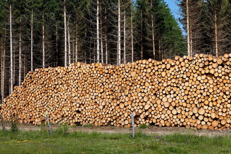 Tree logs