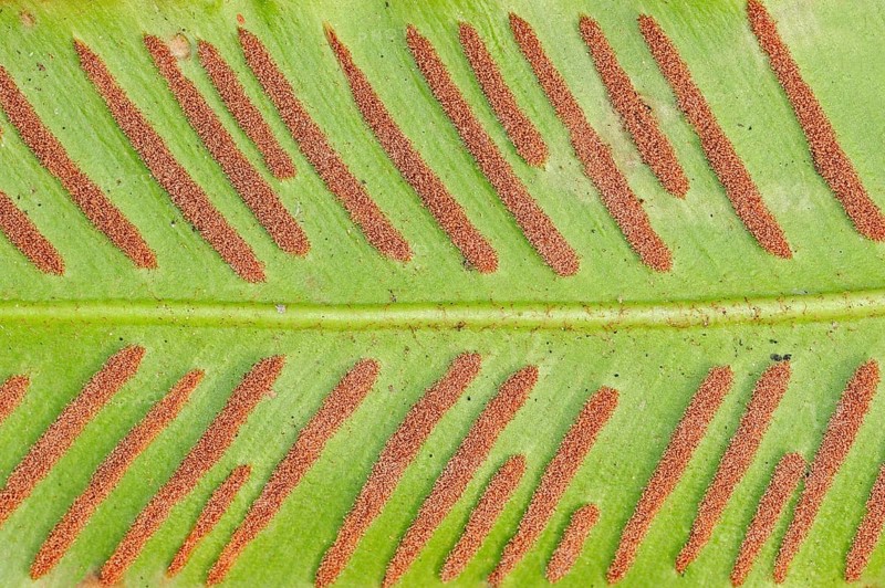 Hart's-tongue fern (Phyllitis scolopendrium