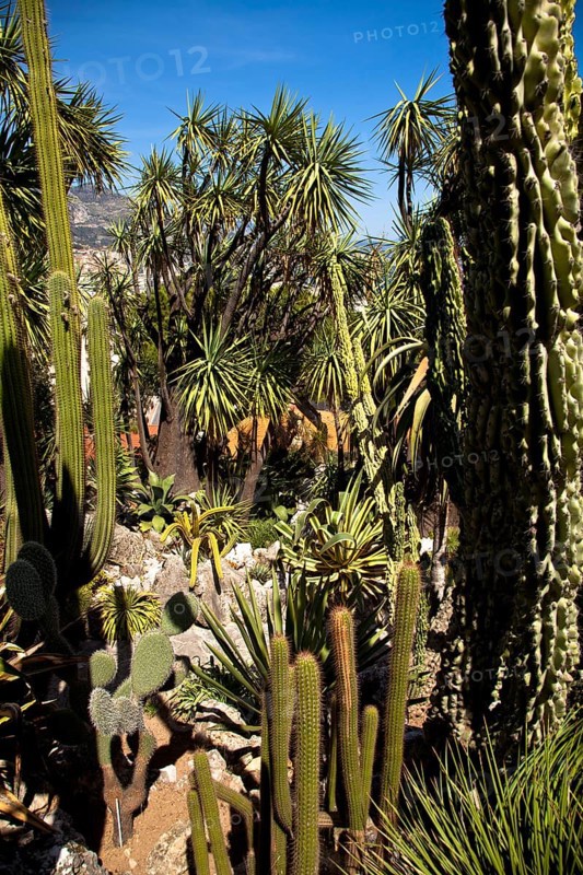 Exotic garden in Principality of Monaco