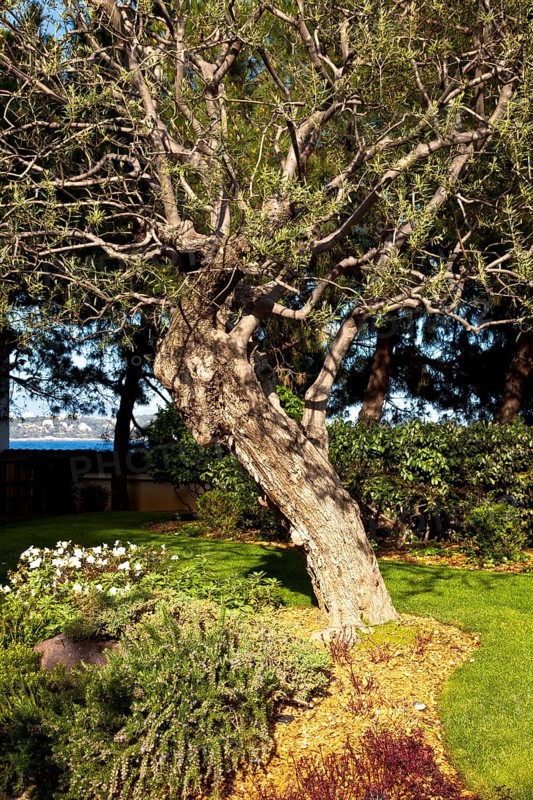 Japanese gardens in Larvotto