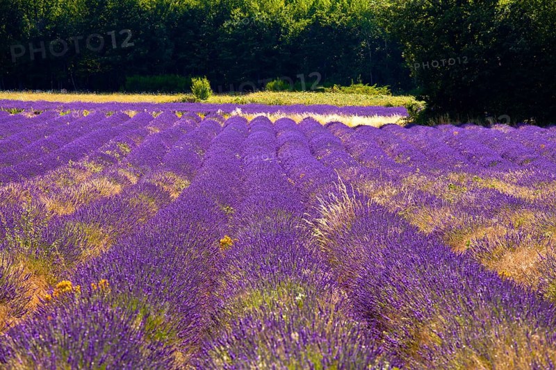 Blooming field of Lavender (Lavandula angustifolia)