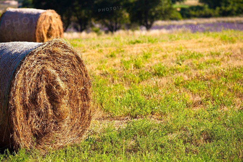 Bales of straw in field near Sault