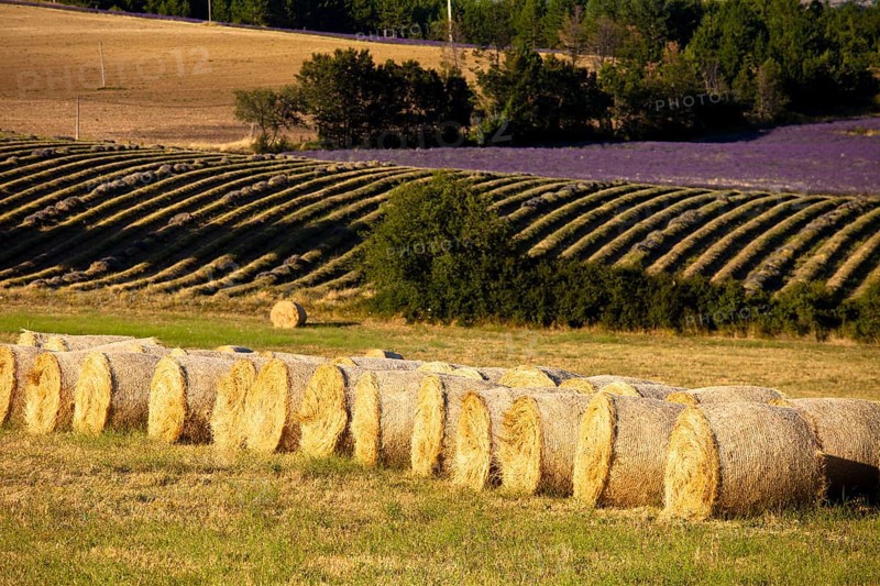 Bales of straw in front of blooming field of Lavender (Lavandula angustifolia)