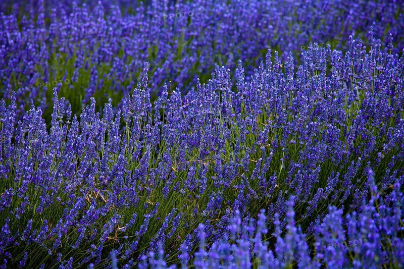 Blooming field of Lavender (Lavandula angustifolia)