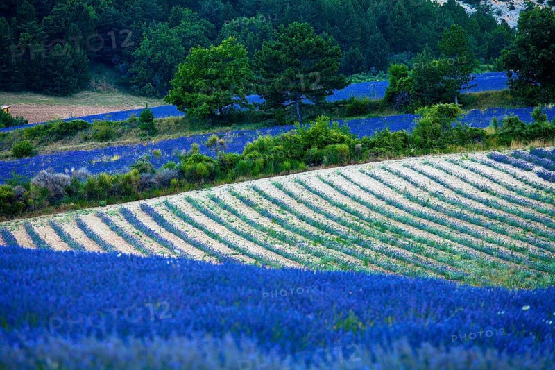 Blooming field of Lavender (Lavandula angustifolia)