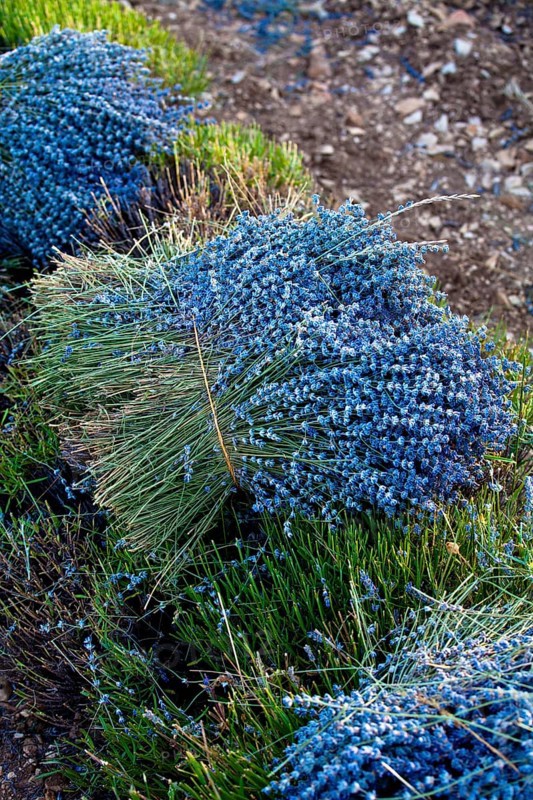 Freshly harvested Lavender (Lavandula angustifolia)