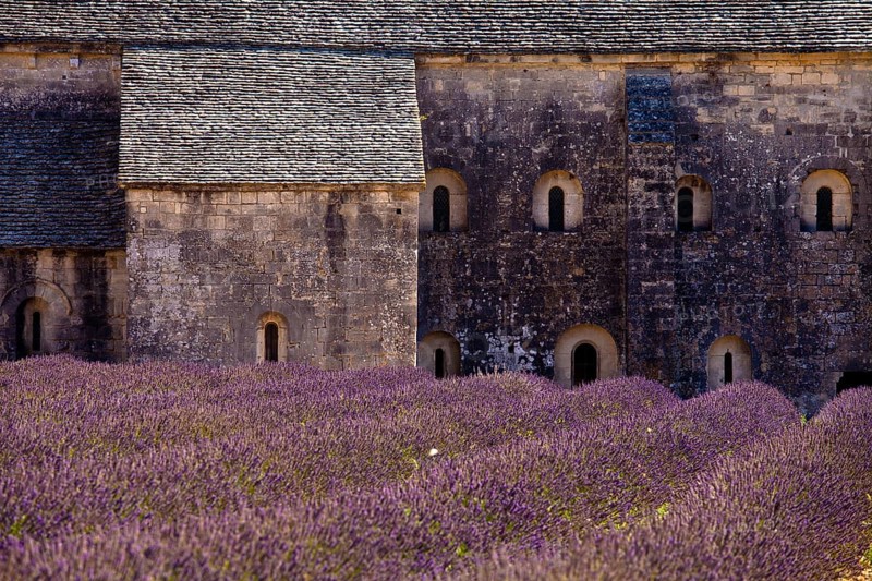 Blooming field of Lavender (Lavandula angustifolia) in front of Senanque Abbey