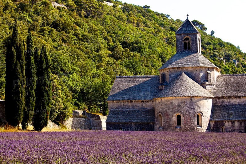 Blooming field of Lavender (Lavandula angustifolia) in front of Senanque Abbey