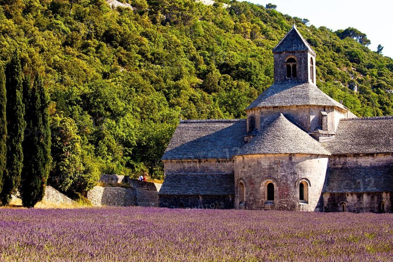 Blooming field of Lavender (Lavandula angustifolia) in front of Senanque Abbey