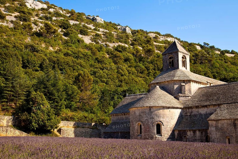 Blooming field of Lavender (Lavandula angustifolia) in front of Senanque Abbey
