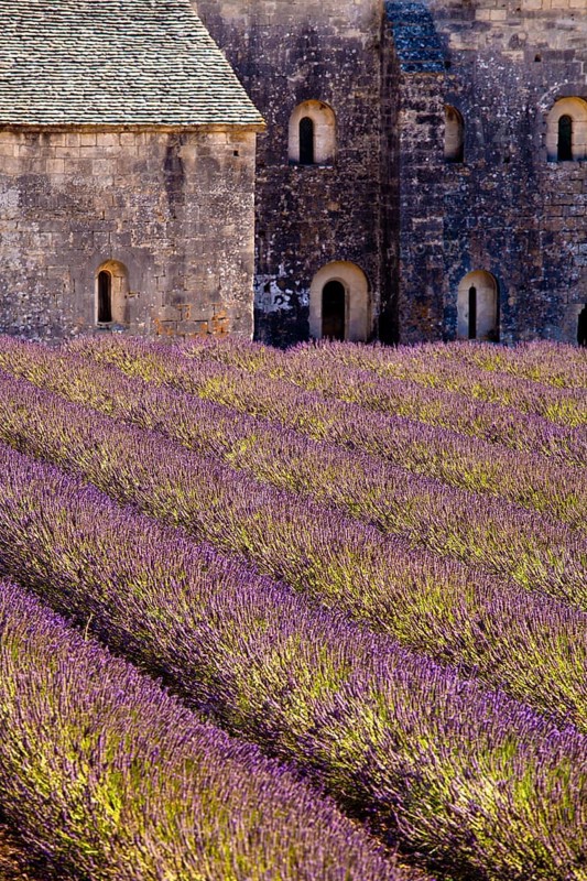 Blooming field of Lavender (Lavandula angustifolia) in front of Senanque Abbey