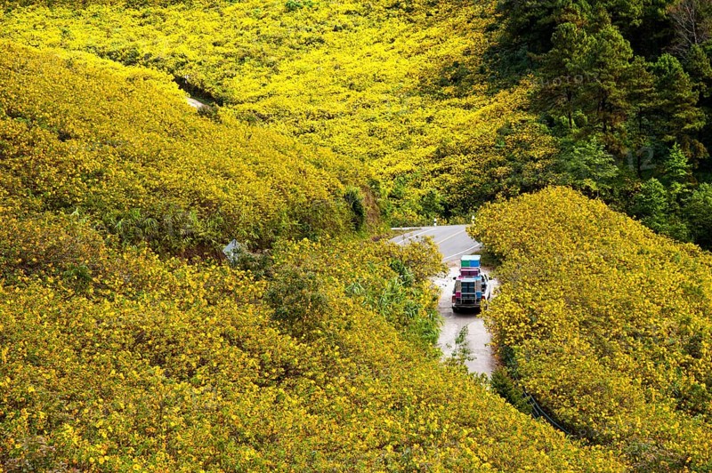 Fully loaded vehicle driving through fields of Tree marigold