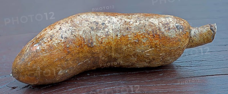 Manioc or Cassava (Manihot esculenta)