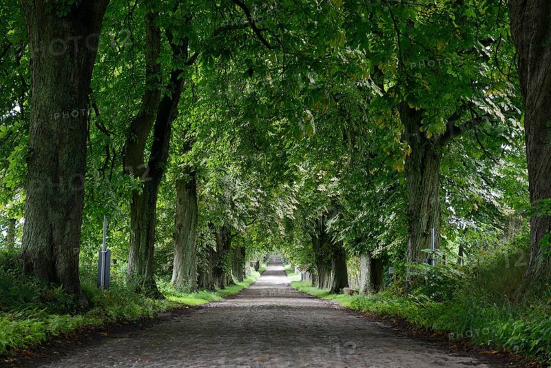 Cobblestone road