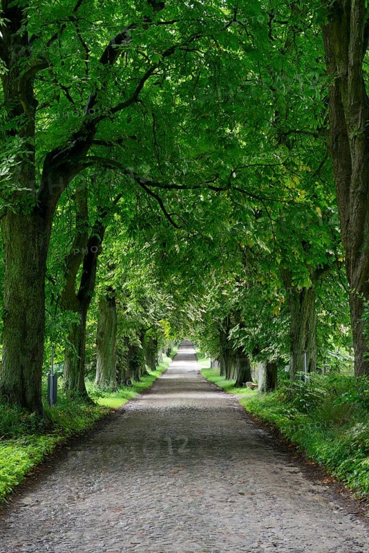 Cobblestone road