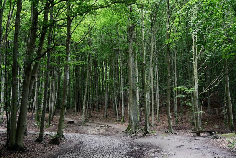 Forest near Jagdschloss Granitz hunting lodge
