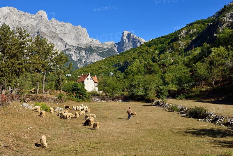 Herder with sheep in Theth or Thethi valley