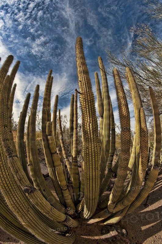 Organ Pipe Cactus (Stenocereus thurberi)