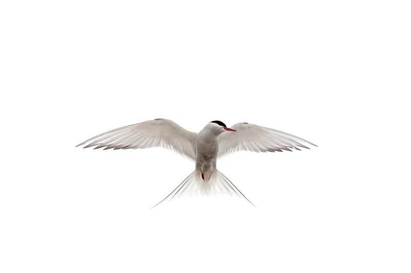 Arctic tern (Sterna paradisaea)