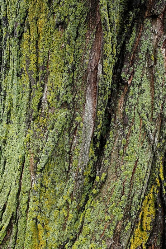 Lichen on tree bark