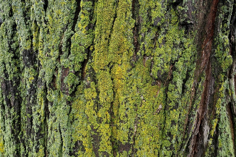 Lichen on tree bark