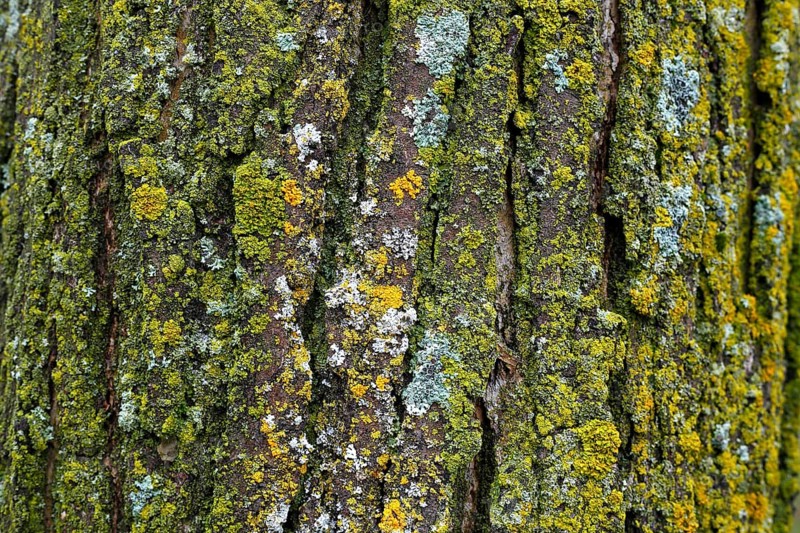 Lichen on tree bark