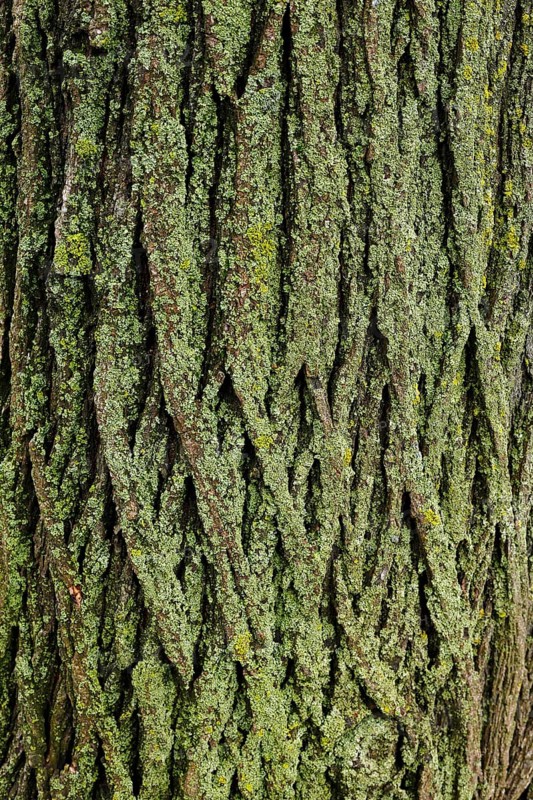 Lichen on tree bark