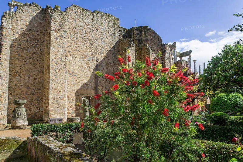 Bottlebrush Shrub and back wall of the Roman Theatre