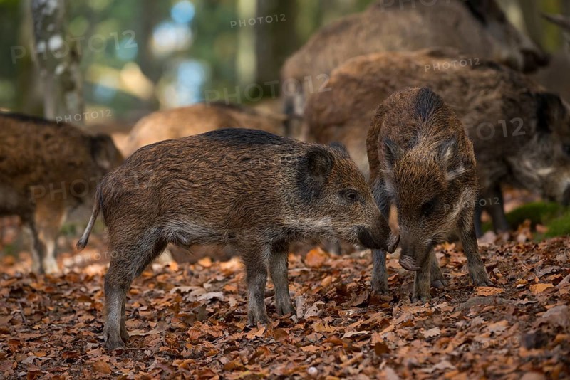 Wild boars (Sus scrofa)
