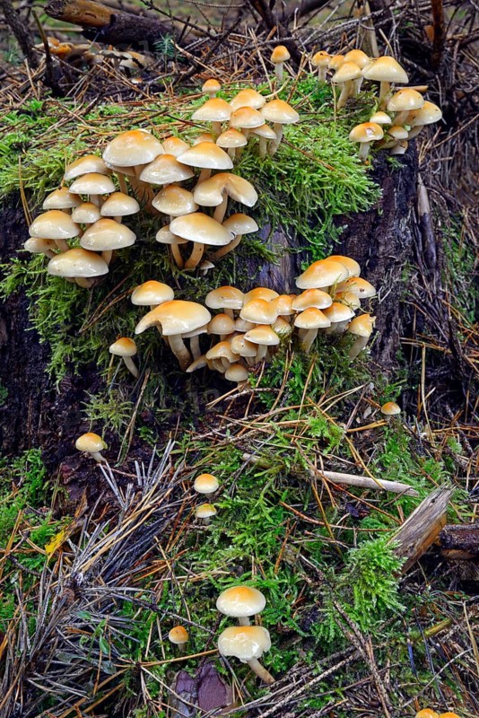 Conifer Tuft (Hypholoma capnoides)